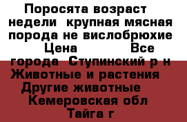 Поросята возраст 4 недели, крупная мясная порода(не вислобрюхие ) › Цена ­ 4 000 - Все города, Ступинский р-н Животные и растения » Другие животные   . Кемеровская обл.,Тайга г.